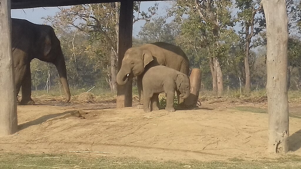 Two elephants, one adult and one young, stand close together in a sandy area under a structure, surrounded by trees.