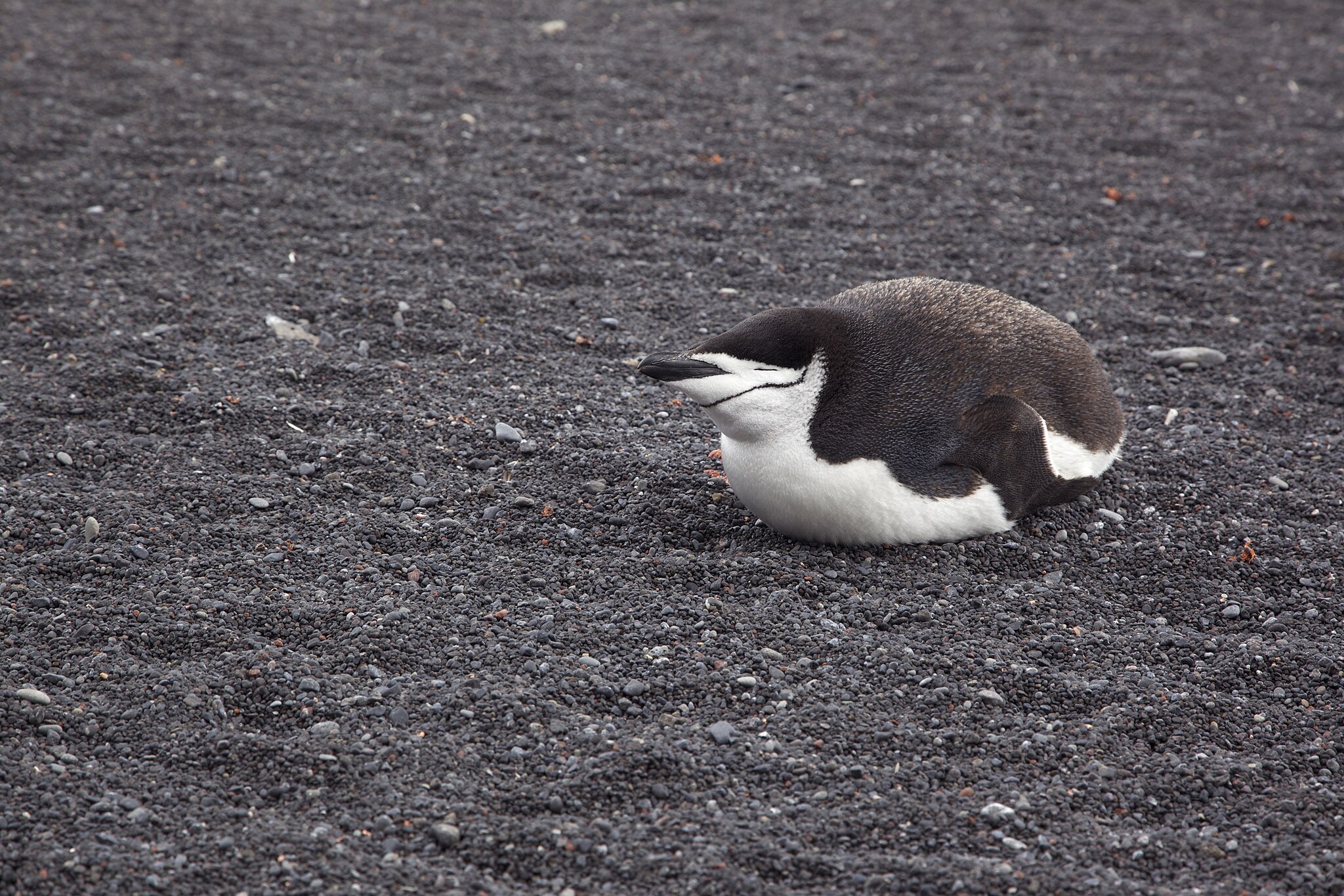 A chinstrap penguin is on a dark, rocky beach, lying on its belly with its flippers close to its body.