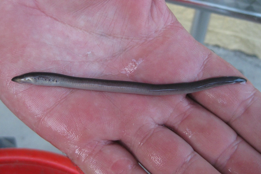 A small eel-shaped creature with circles near its head on someone's palm