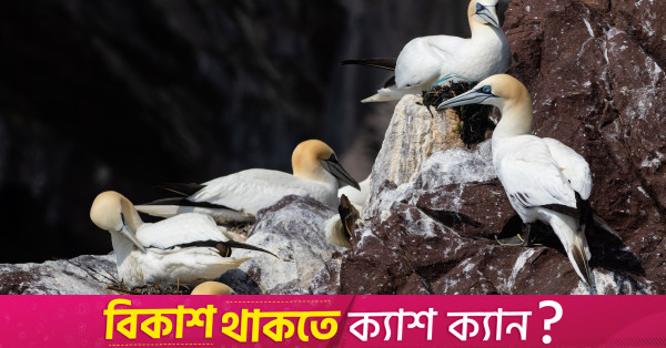 A rocky ride into Gaunt Bass Rock territory