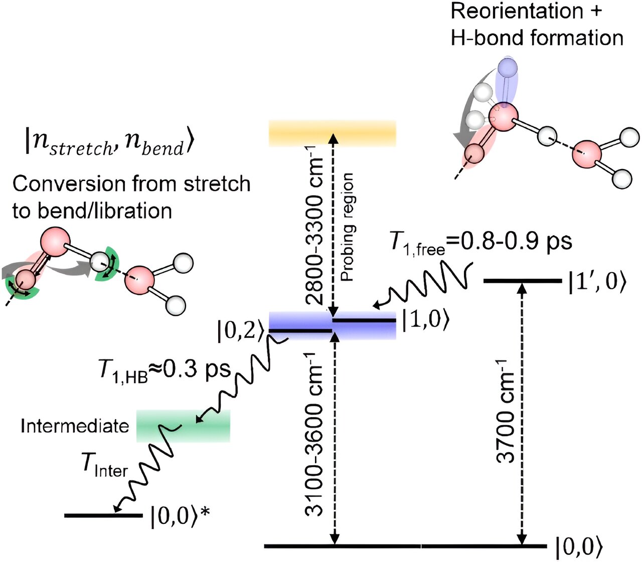 A spectroscopic technique that identifies water molecules on the surface shows how they relax after being excited.