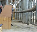 A captive elephant reaches for an apple in a wooden box through bars while a scientist measures the elephant's grip strength on a nearby laptop.