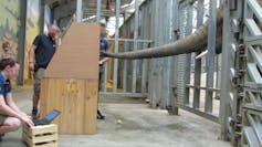 A captive elephant reaches for an apple in a wooden box through bars while a scientist measures the elephant's grip strength on a nearby laptop.