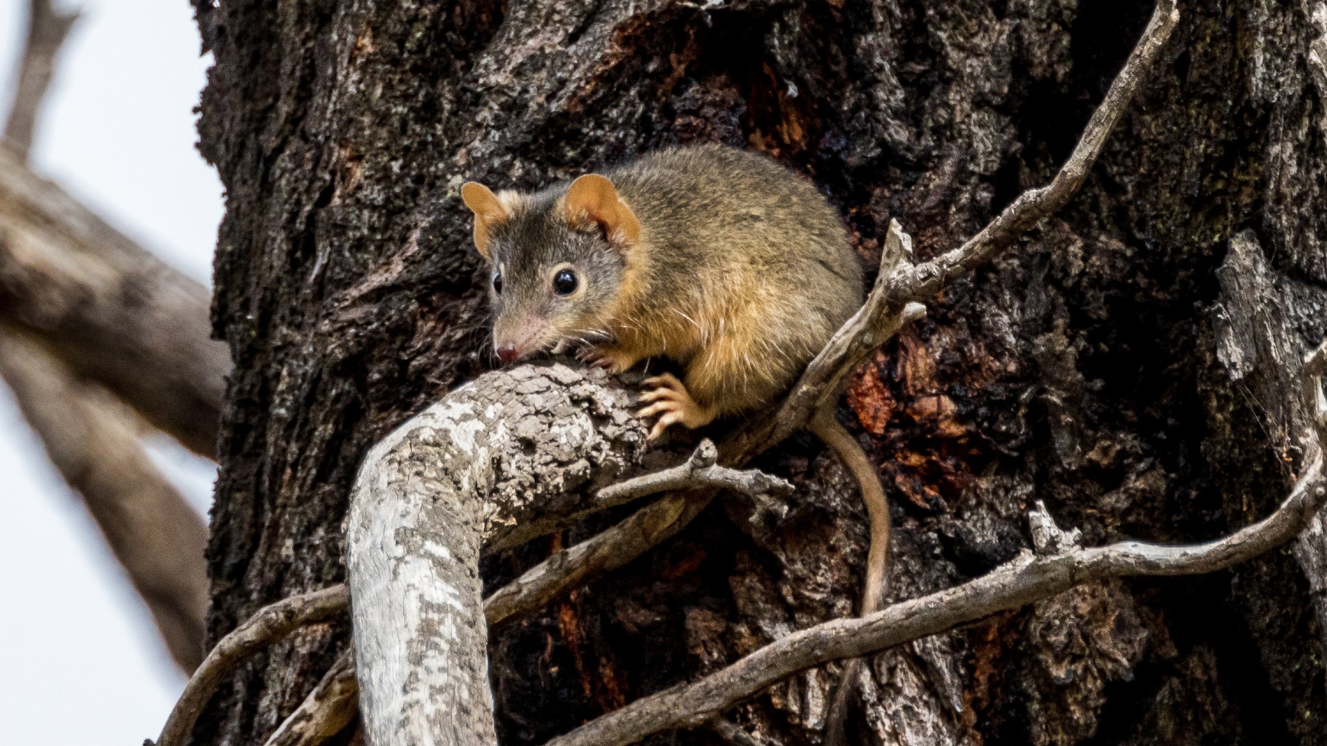 A small brown rodent with a pointed nose and round ears clings to a tree branch among rough bark.